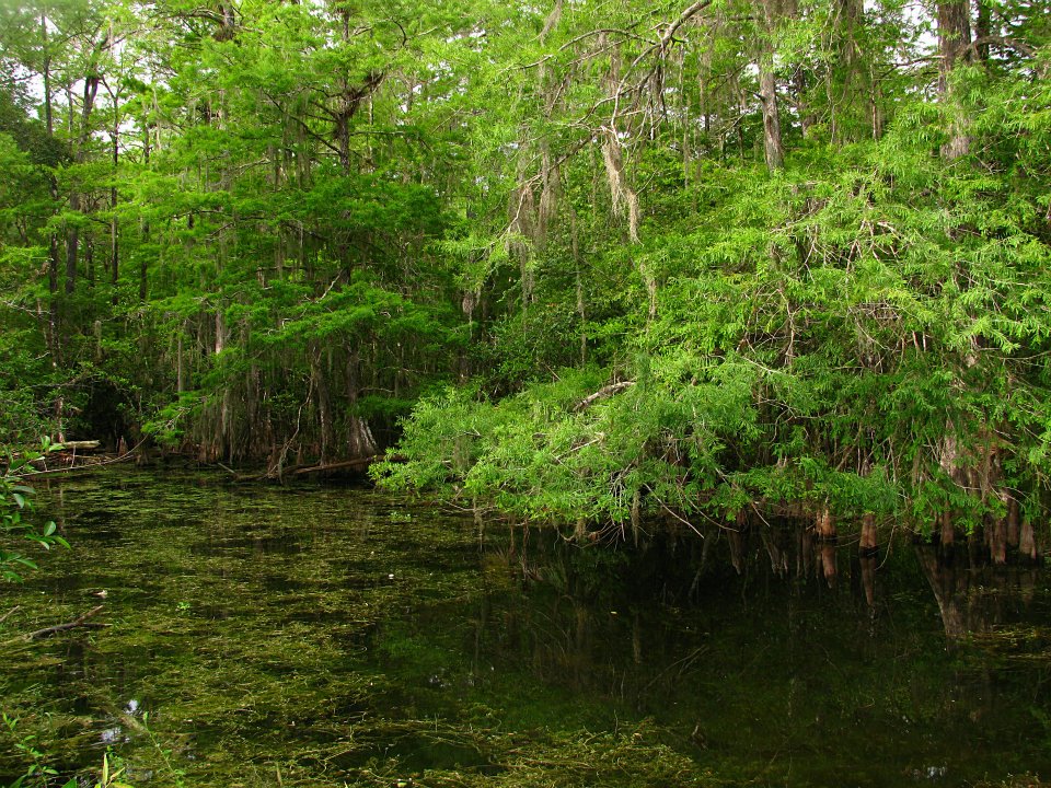 Florida Everglades Cypress Trees in Low Water