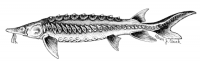 Shortnose sturgeon Acipenser brevirostrum (Couch, Karen J, U.S. Fish and Wildlife Service) - Public Domain