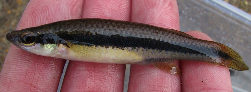  Blackspotted Topminnow Fundulus olivaceous 