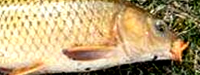 Carps, Common Carp, Roughfish, Species