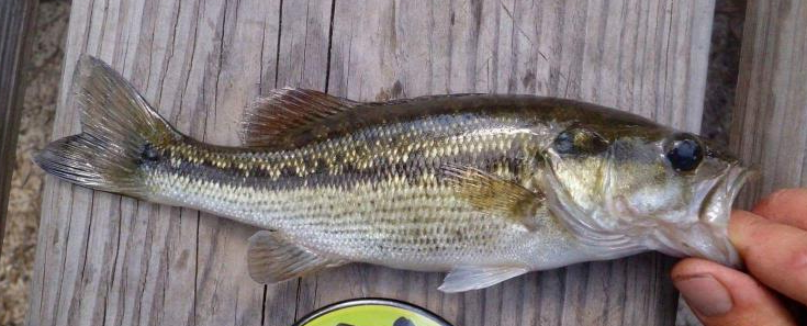 Choctaw Bass, Micropterus haiaka 