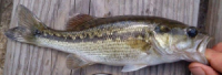 Micropterus haiaka Choctaw Bass