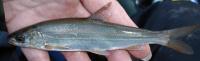 Closeup of Peamouth Chub Fish