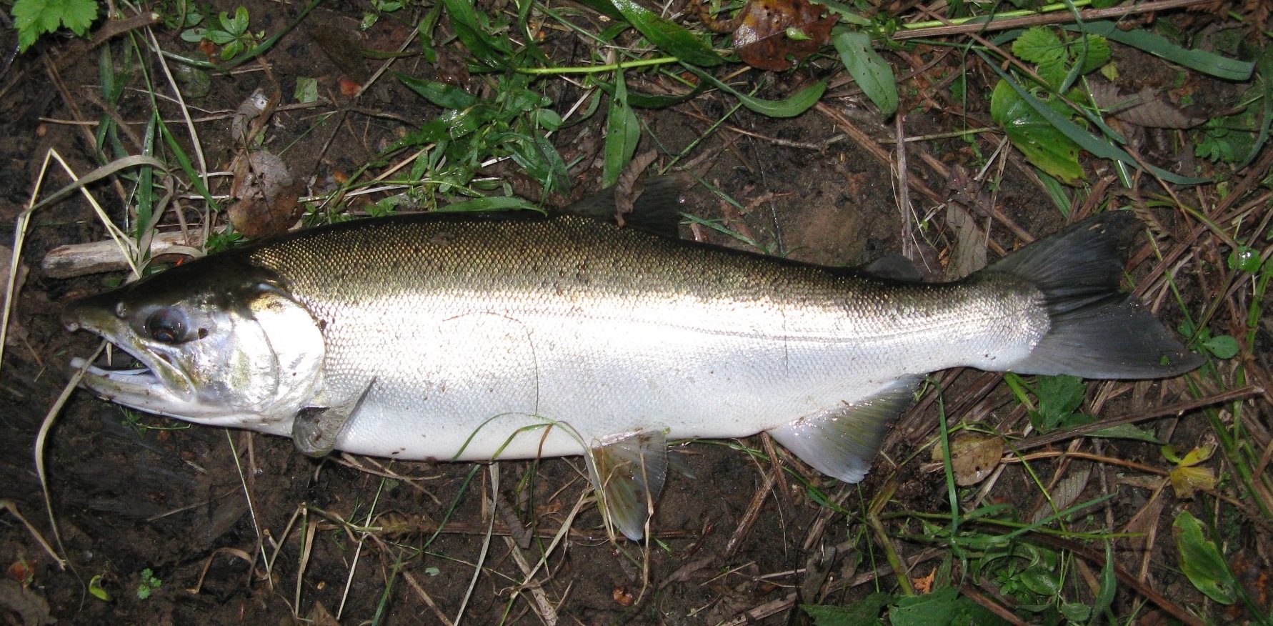 Coho Silver Salmon Onchorhyncus kisutch 