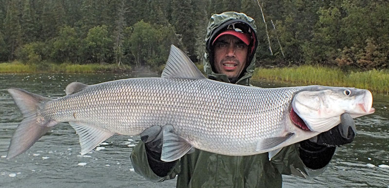 Inconnu and Pike Expedition with Mike and YK Gordo! | www.roughfish.com