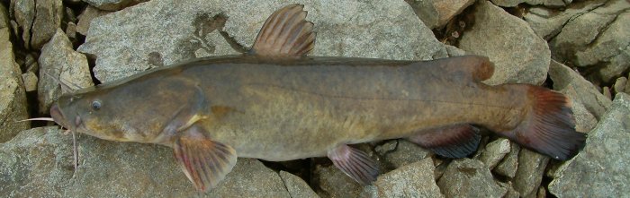 Pylodictis oliveris - flathead catfish