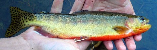 Golden trout - Onchorynchus aguabonita