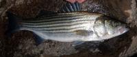 Striper striped bass rockfish morone saxatilus