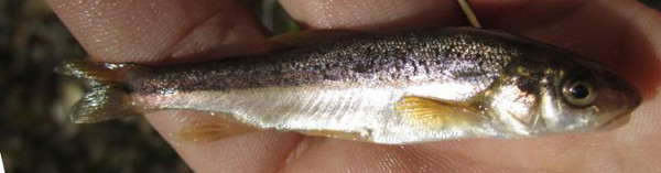 Longfin Dace, Agosia chryogaster