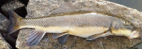 Largescale Sucker Catostomus macrocheilus