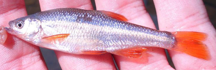 Redfin Shiner, Lythrurus umbratilis