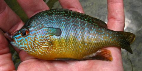 longear sunfish megalotis lepomis central male fish species sun northern colorful perch creek tactics sunny roughfish river