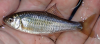 Tanago Acheilognathus melanogaster fish of Kanto Japan