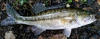 Alabama Bass Micropterus henshalli