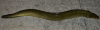 American eel, Anguilla rostrata