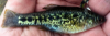 Chapalichthys encaustus Barred Splitfin