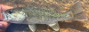 Bartram's Bass Micropterus sp. cf. cataractae