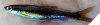 Pteronotropis welaka Bluenose Shiner