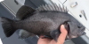 Dark Rockfish Sebastes ciliatus