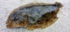 Syacium papillosum Dusky Flounder