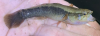 Large Scaled Spinycheek sleeper , Eleotris amblyopsis 