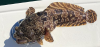 Opsanus Pardus Leopard Toadfish