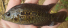Loiselle's Cichlid Parachromis loisellei
