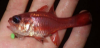 Pink Cardinalfish Apogon pacificus