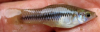 Xiphophorus pygmaeus Pygmy Swordtail