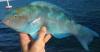 Blue parrotfish Scarus coeruleus