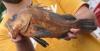 Quillback Rockfish Sebastes maliger