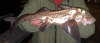  Hydrolagus colliei Spotted Ratfish