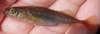 Sakhalin stickleback Pungitius tymensis