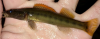 Sharpnose Darter, Percina oxyrhynchus