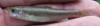 Smoky Dace Clinostomus sp. cf. funduloides