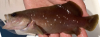 Rypticus maculatus Whitespotted Soapfish