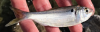 Dorosoma petenense threadfin shad