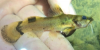 Yellowfin Madtom, Noturus flavipinnis