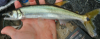 Yellowtail Freshwater Barracuda Acestrorhynchus falcirostris