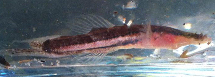 Swampfish, Chologaster cornuta